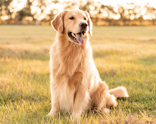 Talking Photo Pet Moments